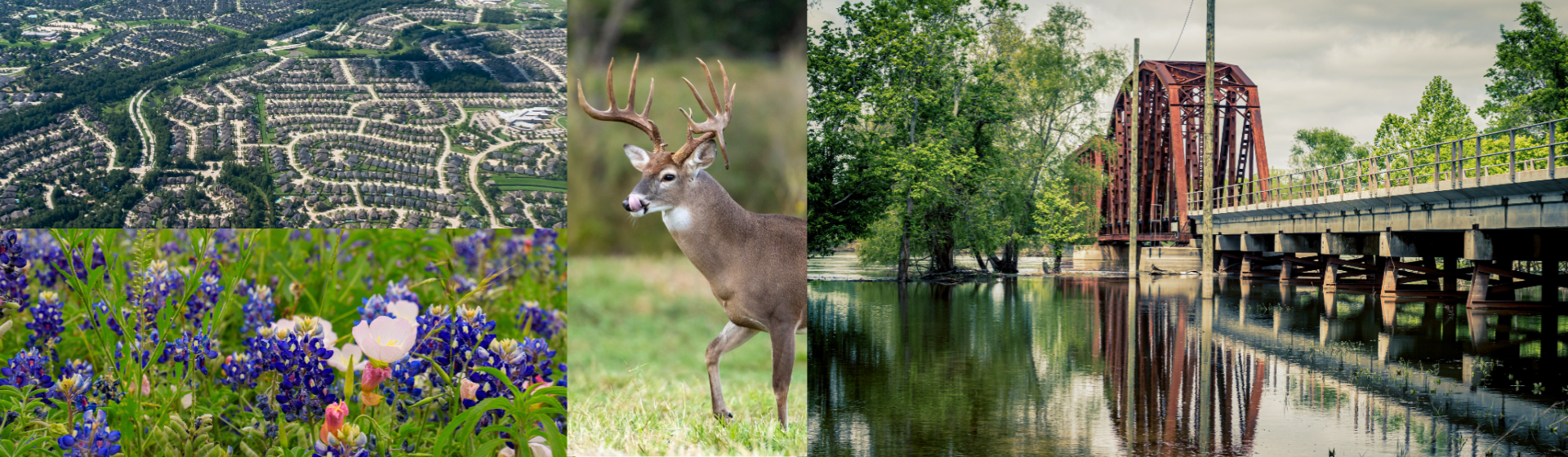 Photo collage of Liberty County including image of white tailed deer, image of blue bonnets, image of the aerial view of Dayton a city in Liberty County, and an image of the railroad bridge at the Trinity river