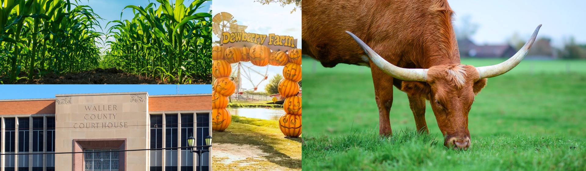 Photo collage of Waller County, image of longhorn grazing on pasture, image of entrance to Dewberry Farm, image of tall corn stalks, image of the Waller county courthouse